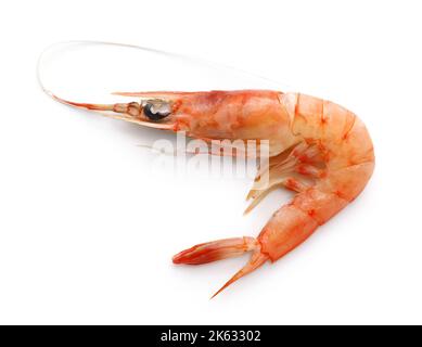 Jack-knife shrimp (Haliporoides sibogae) isolated on white background Stock Photo