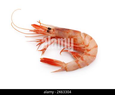 stout red shrimp (Aristeus virilis) isolated on white background Stock Photo