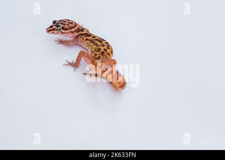 Western banded gecko, Coleonyx variegatus, isolated on white. Stock Photo