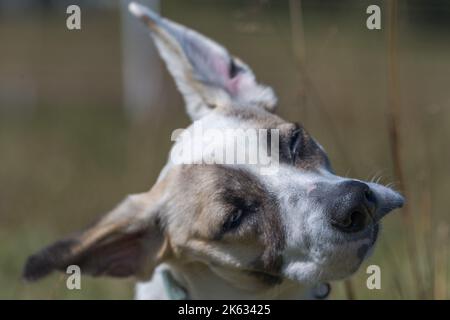 A brown and white dog shaking it's head Stock Photo