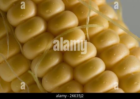Close-up image of the golden yellow kernels of a fresh corn cob with side lighting Stock Photo