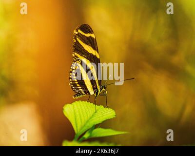 Beautiful Wild zebra longwing butterfly with trees around in the Natural reserve from puerto rico humacao. Peacefull and lovely place Stock Photo