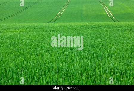 Abstract image of young crops in fields in the Hampshire countryside surrounding Beacon Hill in Hampshire, England, UK Stock Photo