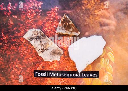 Fossil metasequoia leaves, John Day Fossil Beds, Oregon, USA Stock Photo