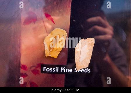 Fossil pine seeds, John Day Fossil Beds National Monument, Oregon, USA Stock Photo