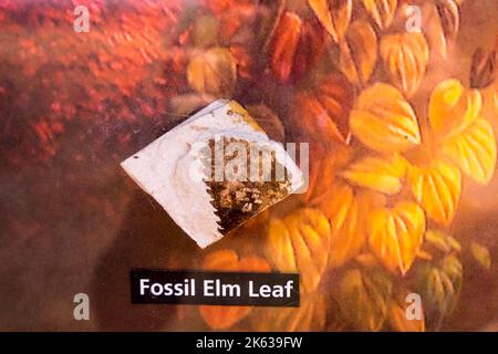 Fossil elm leaf, John Day Fossil Beds National Monument, Oregon, USA Stock Photo