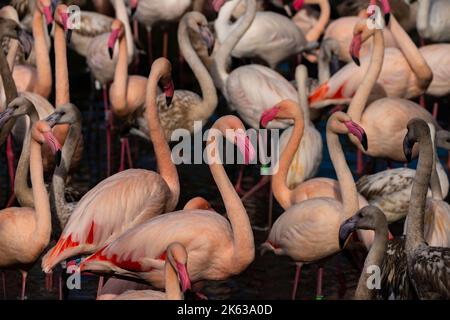 Color red pink gray flamingo bird in water pond in sunny autumn fresh afternoon