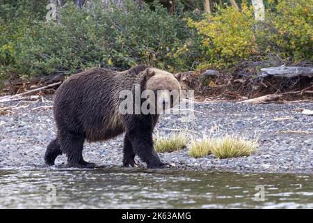 Grizzly bears along the Chilko River Stock Photo