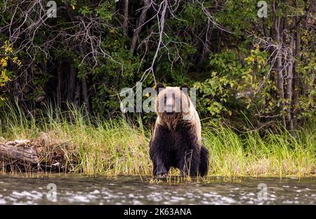 Grizzly bears along the Chilko River Stock Photo