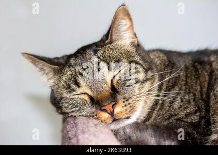 Close up headshot view of a sleeping gray striped tabby cat, with his head propped upon a carpeted cat tree, with white background Stock Photo
