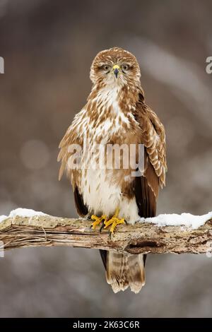 Common buzzard sitting on a branch and looking with into camera with interest Stock Photo