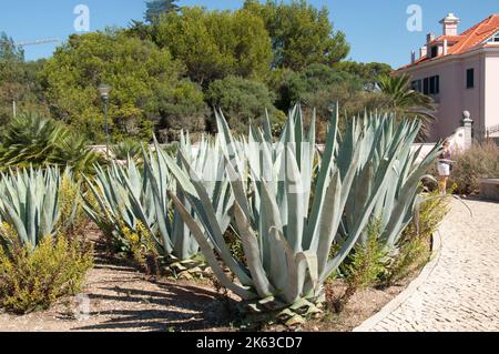 Garden with exotic plants, Cascais, Portugal.  Aloe Vera and other plants that can withstand the long, dry Summer in this area. Stock Photo