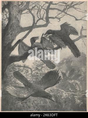 Antique engraved illustration of the Archaeopteryx. Vintage illustration of the Archaeopteryx. Old engraved picture of the extinct bird. Archaeopteryx, sometimes referred to by its German name, 'Urvogel' (lit. 'Primeval Bird'), is a genus of bird-like dinosaurs. The name derives from the ancient Greek ἀρχαῖος (archaīos), meaning 'ancient', and πτέρυξ (ptéryx), meaning 'feather' or 'wing'. Between the late 19th century and the early 21st century, Archaeopteryx was generally accepted by palaeontologists and popular reference books as the oldest known bird (member of the group Avialae). Older pot Stock Photo