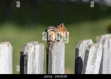 Eastern Chipmunk preening itself on a wooden fence Stock Photo