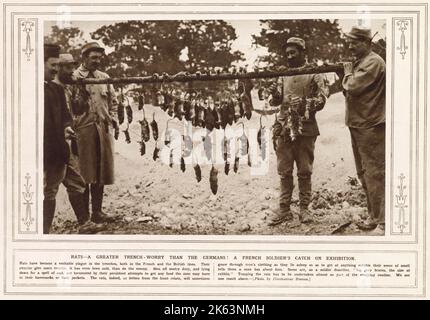 'A greater trench-worry than the Germans' were the rats, according to the caption to this photo      Date: 1915 Stock Photo