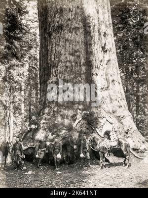 The Grizzly giant, sequoia tree, Maarispos Grove, California, men and horses in front of the tree. Vintage 19th century photograph. Stock Photo