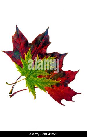 Dry autumn red and green fallen maple leaves isolated on white background. Autumn decor Stock Photo