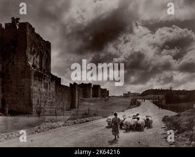 c.1900 Holy Land Palestine Israel - city walls Jerusalem - flock of sheep Stock Photo