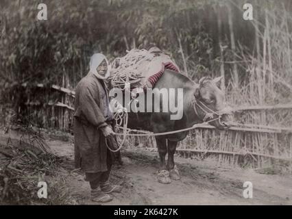 Farmer and his ox, Japan. Vintage 19th century photograph. Stock Photo
