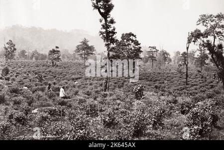 19th century vintage photograph: the Selim tea estate, plantation, Darjeeling, India. Stock Photo