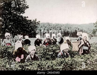 c.1880's Japan - women picking tea Stock Photo