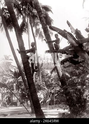 c. 1880s India - image from an album of Indian 'types' and trades' designed to illustrate India to a British viewer - men up coconut trees Stock Photo