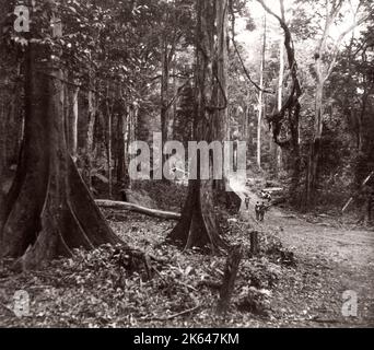 1940s East Africa Uganda - Budongo forest, felling and sawing mahogany trees Photograph by a British army recruitment officer stationed in East Africa and the Middle East during World War II