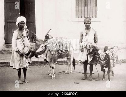 Vintage 19th century photograph: India, musicians and drums,  with cow and goat, with orante coverings. Stock Photo