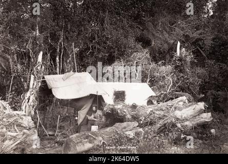 Vintage 19th century photograph: possibly New Zealand - man in a bush tent, reading, 'news from home.' Stock Photo