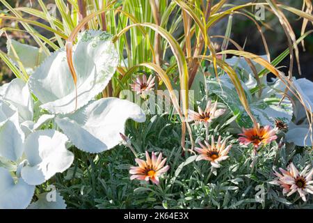 Garden Designs - Close-up of a variety of beautiful container plants growing in an Essex Garden. Stock Photo