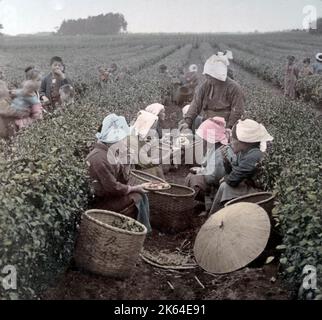 Picking tea, Japan, c.1900 meal break Stock Photo