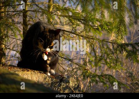 A close up of a Tortoiseshell cat licking its paw sitting on a rock with tree Stock Photo