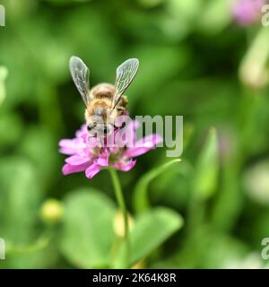 A closeup of a bee sitting on a purple flower in a garden Stock Photo