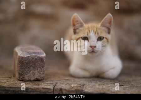 A closeup shot of a cute car laying calmly outdoors on the sidewalk Stock Photo