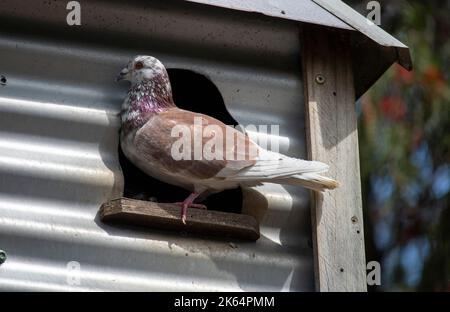 A Domestic Pigeon (Columba livia domestica) resting on a Pigeon dovecote at Featherdale Wildlife Park in Sydney, NSW, Australia. (Photo by Tara Chand Stock Photo
