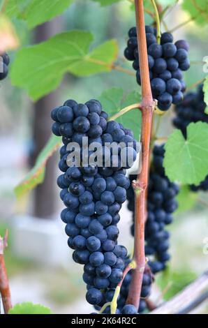 Close-up of a bunch of red varietal grapes on the vine. Winemaking concept. Stock Photo