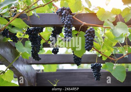 Red varietal wine grape clusters on the vine. Growing grapes on a pergola. Concept of home winemaking. Stock Photo