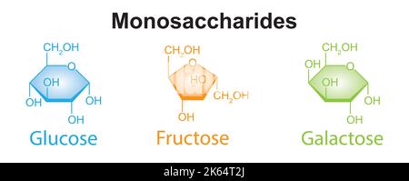 Chemical Illustration of Monosaccharides. Glucose, Fructose And ...