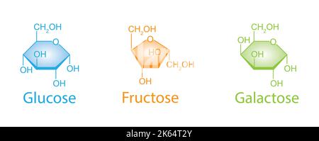 Chemical Illustration of Monosaccharides. Glucose, Fructose And Galactose. Colorful Symbols. Vector Illustration. Stock Vector