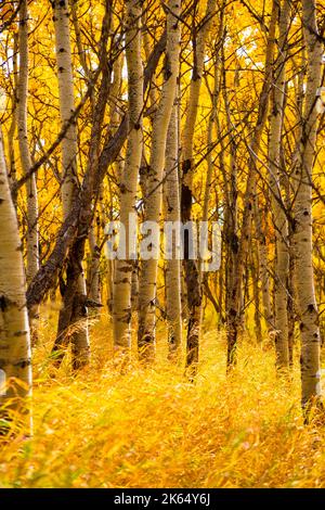 Autumn birch forest landscape in the prairies of Southern Alberta near Calgary, Canada. Nature season background, vertical orientation. Stock Photo