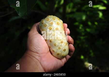 Morinda citrifolia or noni fruit is a fruit bearing tree in the coffee family Rubiaceae Stock Photo