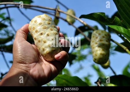 Morinda citrifolia or noni fruit is a fruit bearing tree in the coffee family Rubiaceae Stock Photo