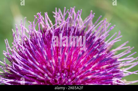 Cirsium eriophorum or the woolly thistle flowering in the autumn. purple flowers of family Asteraceae. Stock Photo