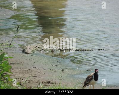 Crocodiles, land monitors, water monitors in Sri Lanka Stock Photo