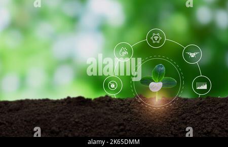 Smart farming ,agriculture concept. Using data augmented mixed virtual reality integrate artificial intelligence combine deep, machine learning, digit Stock Photo