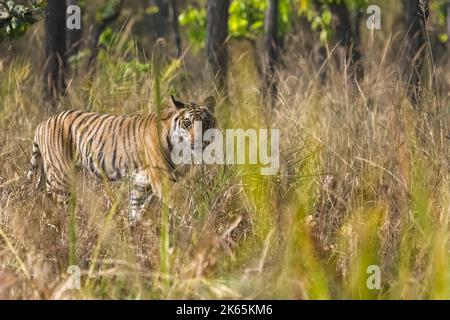 A tiger walking in the forest in India, Madhya Pradesh Stock Photo