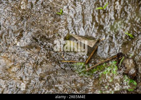 plastic disposable glass floats on the river, environmental pollution, garbage in the river in Ukraine Stock Photo