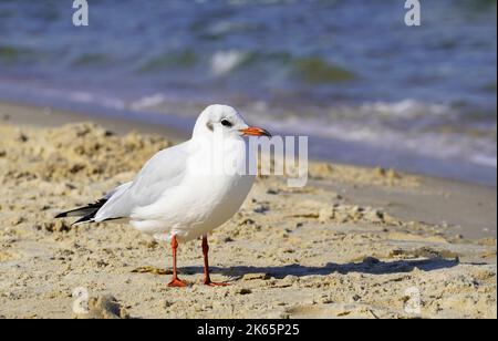Portrait of a seagull on the beach in Usedom Stock Photo