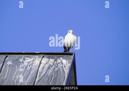 Seagull in close-up. Portrait of a bird with a red beak and white plumage. Stock Photo