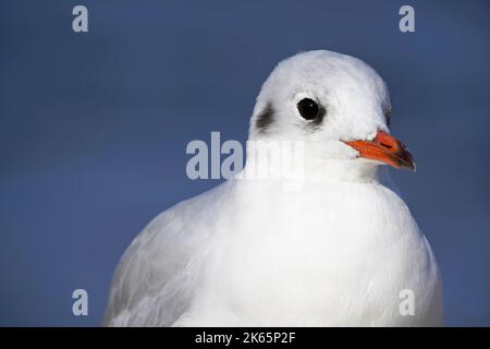 Seagull in close-up. Portrait of a bird with a red beak and white plumage. Stock Photo
